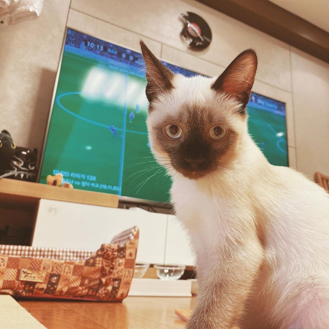 hendery as ragdolls 🐱 tweet media