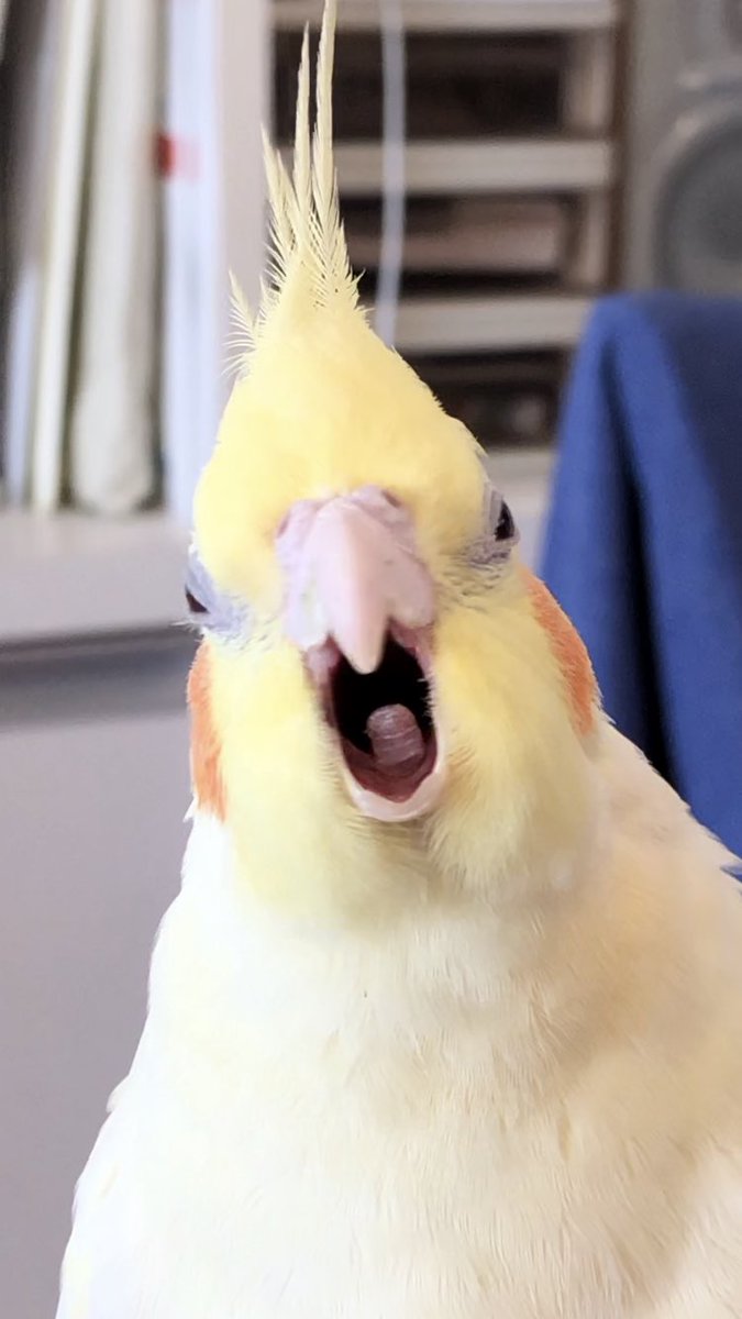 鳥のおもしろ顔で元気になろう 鳥のおもしろ顔で元気になろう