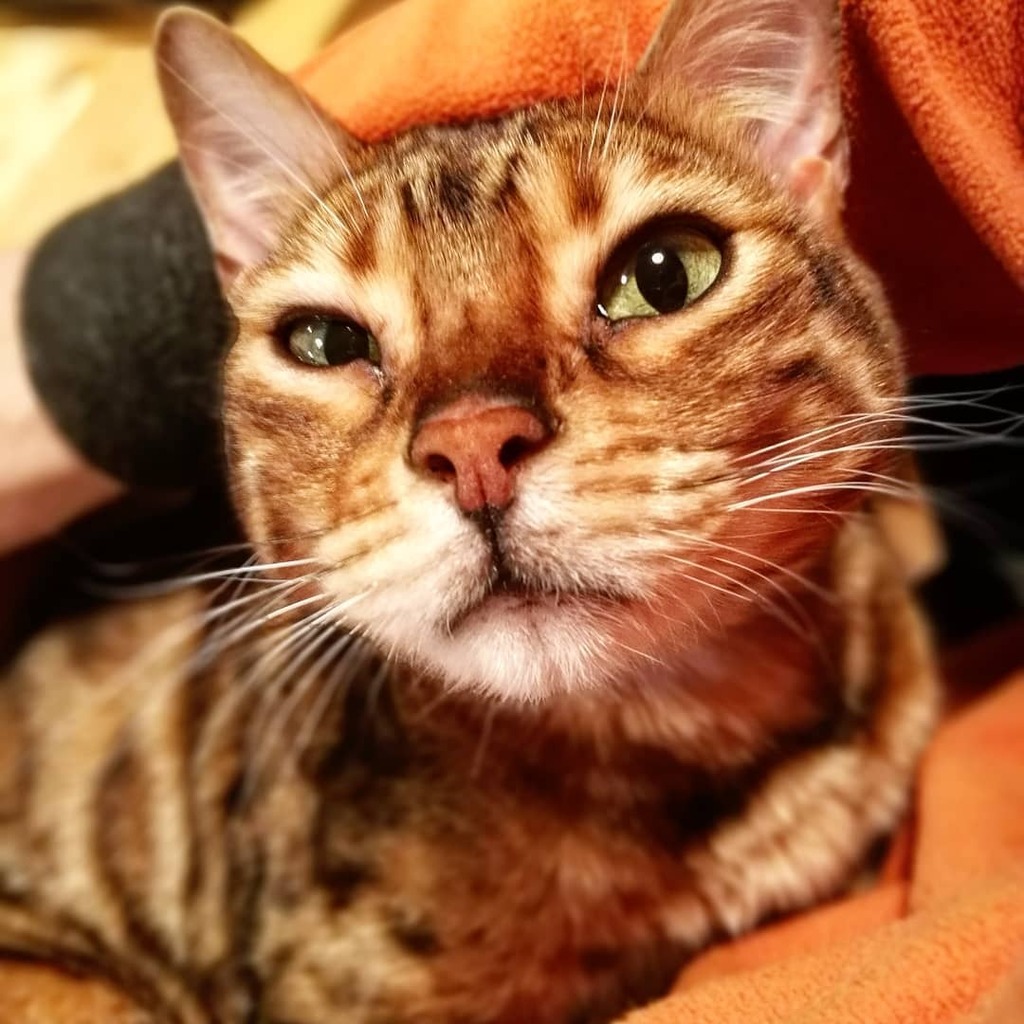 kinusonio's tweet photo. Do you really have to go to the office?

#bengal #bengal_cats #morningcuddles https://t.co/KwrTt6wwBO https://t.co/WpeXO8v9aI
