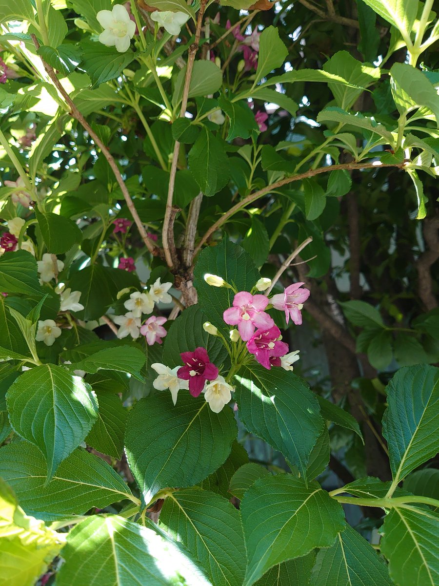 ট ইট র Eita この木なんの木 気になる木 わかる方いたら教えて下さいm M 近所にあったんだけど一本の木 なのに花が3色 なんか珍しい 葉っぱは紫陽花の葉っぱを小さくしたみたいな形 可愛い木 さて 今日夜はツイキャス居酒屋えいた開店