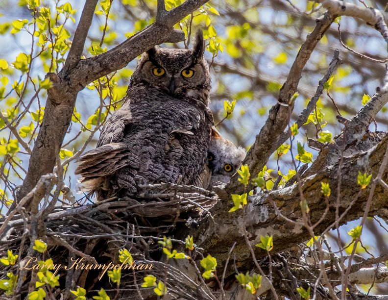 Whoo whooo is peeking out from behind this mama Great Horned Owl's wing?  Larry Krumpelman of Post Falls captured this darling scene this week.  I don't think you want to mess with Mama Owl.  She looks very serious.