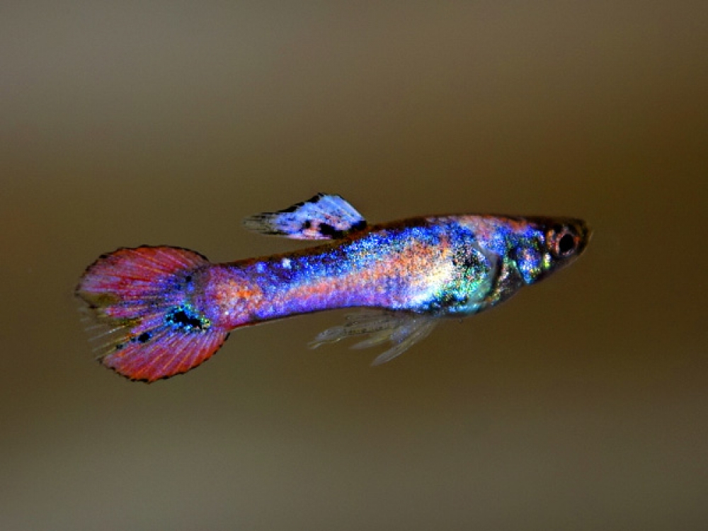 ADirectrory's tweet photo. Pair of Marbled Bagira Dwarf Guppy
Price starts from 20 GBP
Tag a friend who would love this!
Buy one here---> https://t.co/PfNFJCsEu2
#bagira #dwarf #guppy #marbled #pair #poecilia #reticulata #wingei
#killifish https://t.co/SpbzsmhDjq