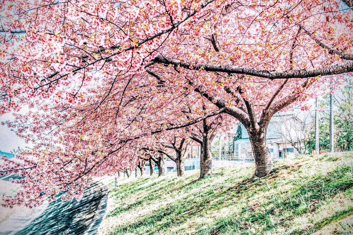 自粛で見れなかった桜の代わりに、僕史上最も春を感じる写真たちを見てください