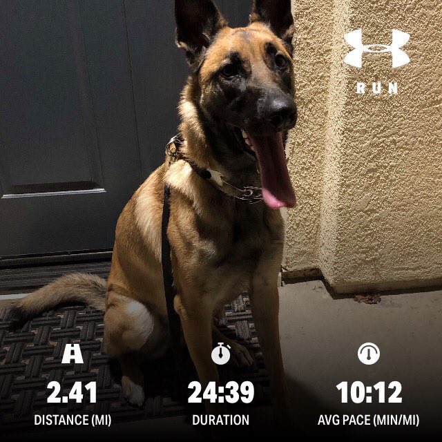 choy_shareen's tweet image. Late run, waiting for cooler temps... this pup did not want to run tonight! #FSUSDRunsThis #Slay50MilesInMay 20.8/50