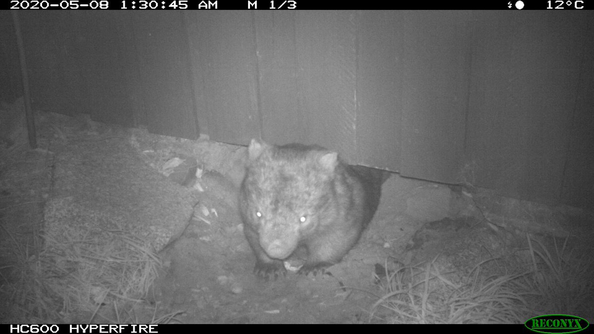 PLOT TWIST!!Our Tasmanian devil lodger is co-sharing with a wombat!!