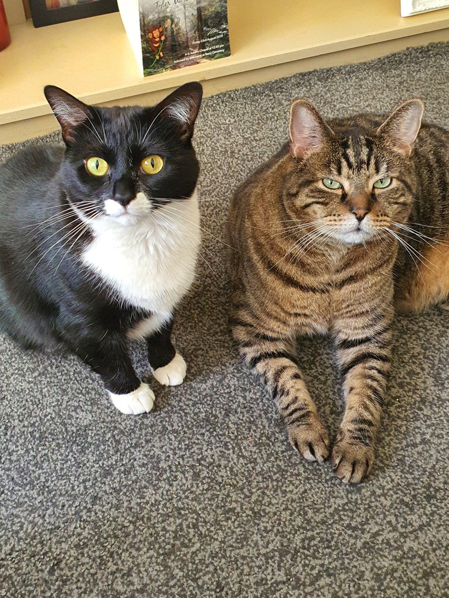 alichenn's tweet image. My babies