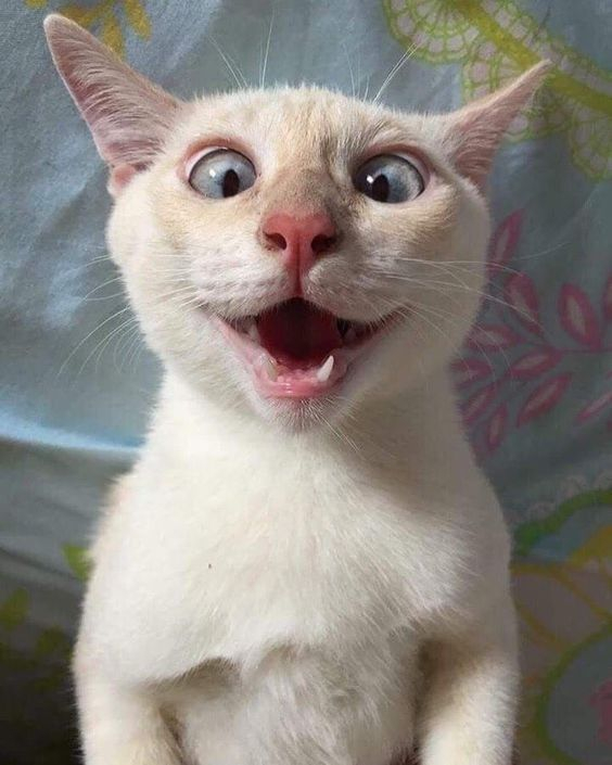 CatVideoGram's tweet photo. #catvideogram #funnycats #cutecats #cats #catsofinstagram #catsofworld  #catslover #catselfie #catsoftheday #catsrule #catsfollowers  #catsanddogs #catsdaily #catsworld #catsloversworld #catslove  #kitty #kittycat #kittylove #kittygram #kittys #kittycats #kittylover https://t.co/J0aRTrNIN3