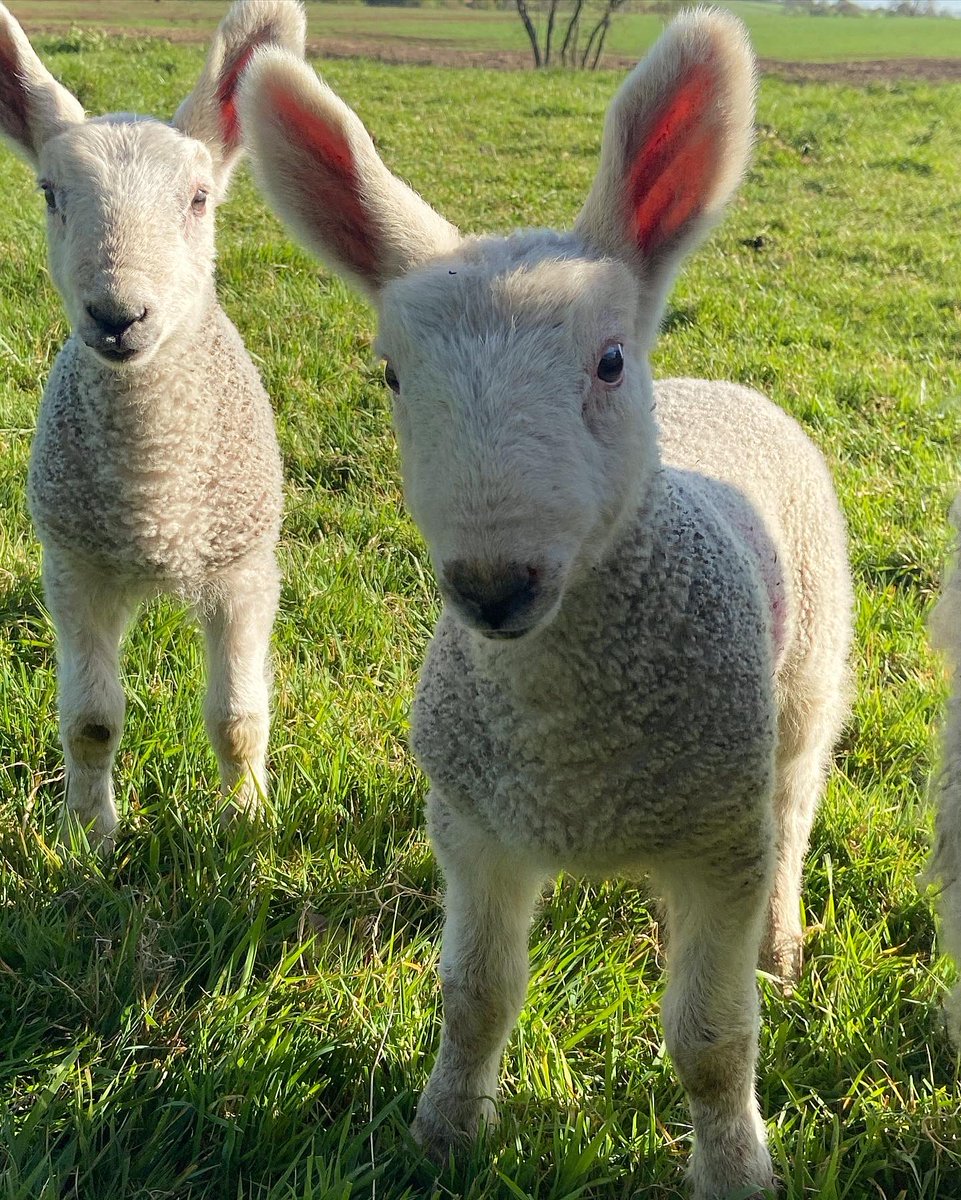 aliceinwellies's tweet photo. Some of this year’s #borderleicester lambs. A new breed for me but I’m pretty happy with them #futureflock #rarebreed https://t.co/B4kTY2nHQg