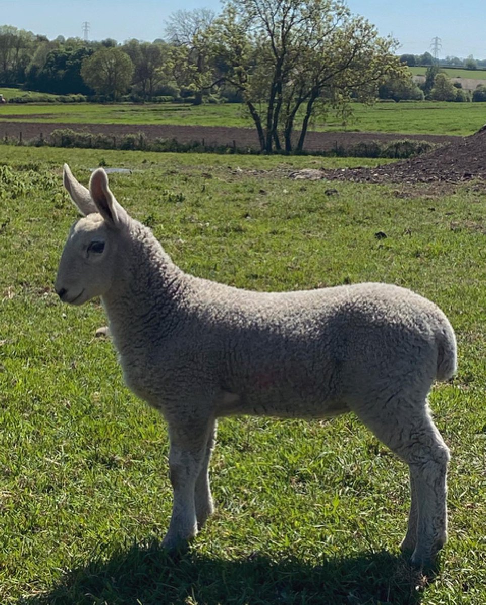 aliceinwellies's tweet photo. Some of this year’s #borderleicester lambs. A new breed for me but I’m pretty happy with them #futureflock #rarebreed https://t.co/B4kTY2nHQg