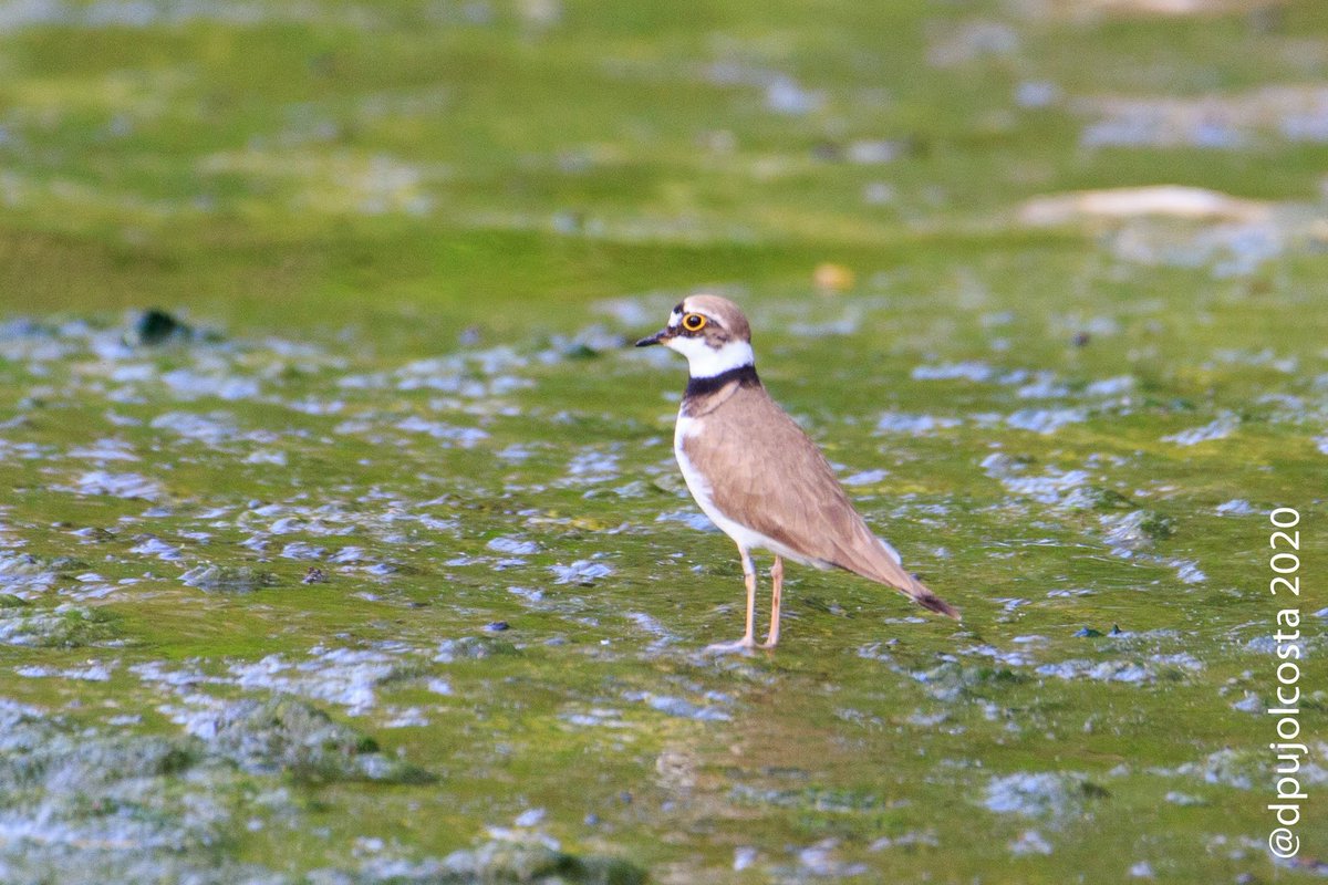 dpujolcosta's tweet photo. #Corriol petit (#Charadrius #dubius)
Per mi tota una sorpresa...
Caminant per Sant Vicenç de Torelló
03/05/2020 09:15
#confinamentlocal #santvicençdetorelló
#fotoconfinament #ocellskm0
#faunacat #biriding #birdingphotography #fotoreflex #canon7dmk2 #tamron https://t.co/RdY4OIdUVo