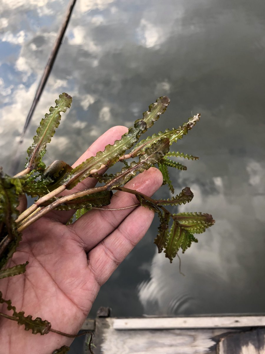 おがっち エビ藻を見つけると必ず思いだすのが 私の尊敬する釣り人トップ10に入る 種さん のこと 山中湖でエビ藻のパッチにはバスが居るよと教えて貰った へら鮒もこの藻がある所は良く釣れる気がする 水質や底質が良い所に生えるからなんでしょう