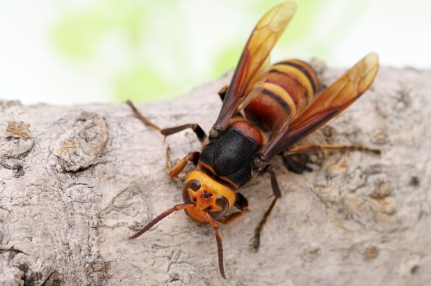 Asian giant hornet, the world's largest hornet species has been spotted for the first time in the United States, prompting fears it could decimate the honeybee population. 

#AsianGiantHornet #AGH #MurderHornets
