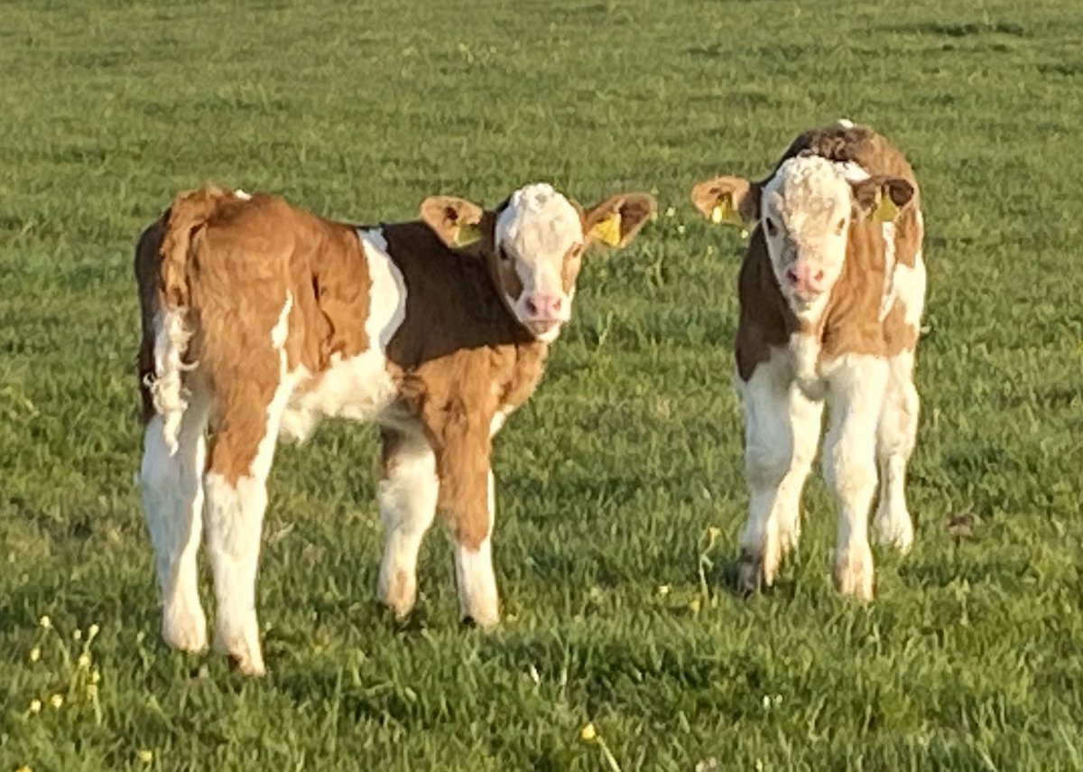 Good morning from Miracle Tech HQ! #simmental