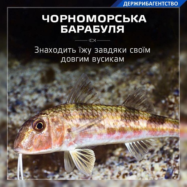 darg_ua's tweet photo. А що ви знаєте про чорноморську барабулю? 🐟

Барабуля чорноморська або султанка – морська зграйна риба родини барабулевих

Зустрічається в Чорному та Азовському морях 🌊 

Харчується дрібними молюсками, рачками, черв'яками

Детальніше 👉 https://t.co/66oE3jhOwL https://t.co/zfxwN6p4I0