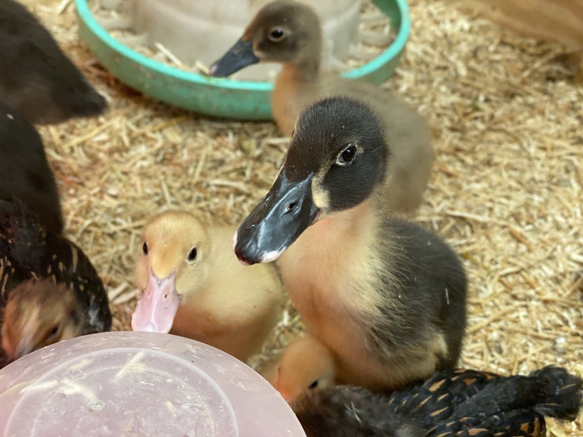 Good Morning 👋 from some of #CurlysFarm smaller residents 🦆🦆🦆🦆

#duck #farmschool #farm #duckling 👩‍🌾 #youngfarmer 🧑‍🌾 #indianrunner #runnerduck #ducks #cuteduck #quack

curlyslegacy.co.uk