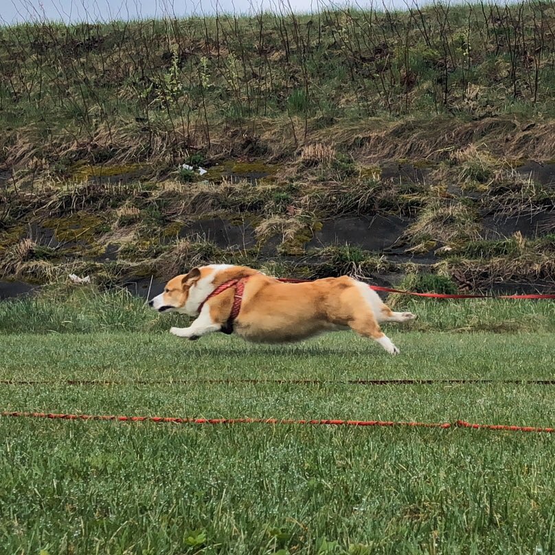マロンの父さん 朝から走り回ってゴロン 犬 コーギー 愛犬 Corgi コーギー犬 Dog あいけん コーギーマロン 今日のマロン 今日のマロンちゃん ゴロン T Co Ck73ubqamt Twitter