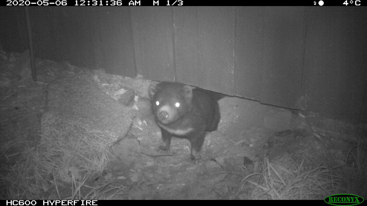 Other species using wombat burrows is fairly common - wombats have large home ranges with multiple burrows, & will move around between themUnlikely for a wombat to tolerate a devil using its burrow at the same time, but in this instance both species used it on different nights