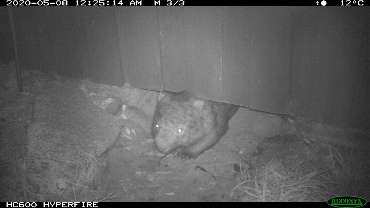 Other species using wombat burrows is fairly common - wombats have large home ranges with multiple burrows, & will move around between themUnlikely for a wombat to tolerate a devil using its burrow at the same time, but in this instance both species used it on different nights