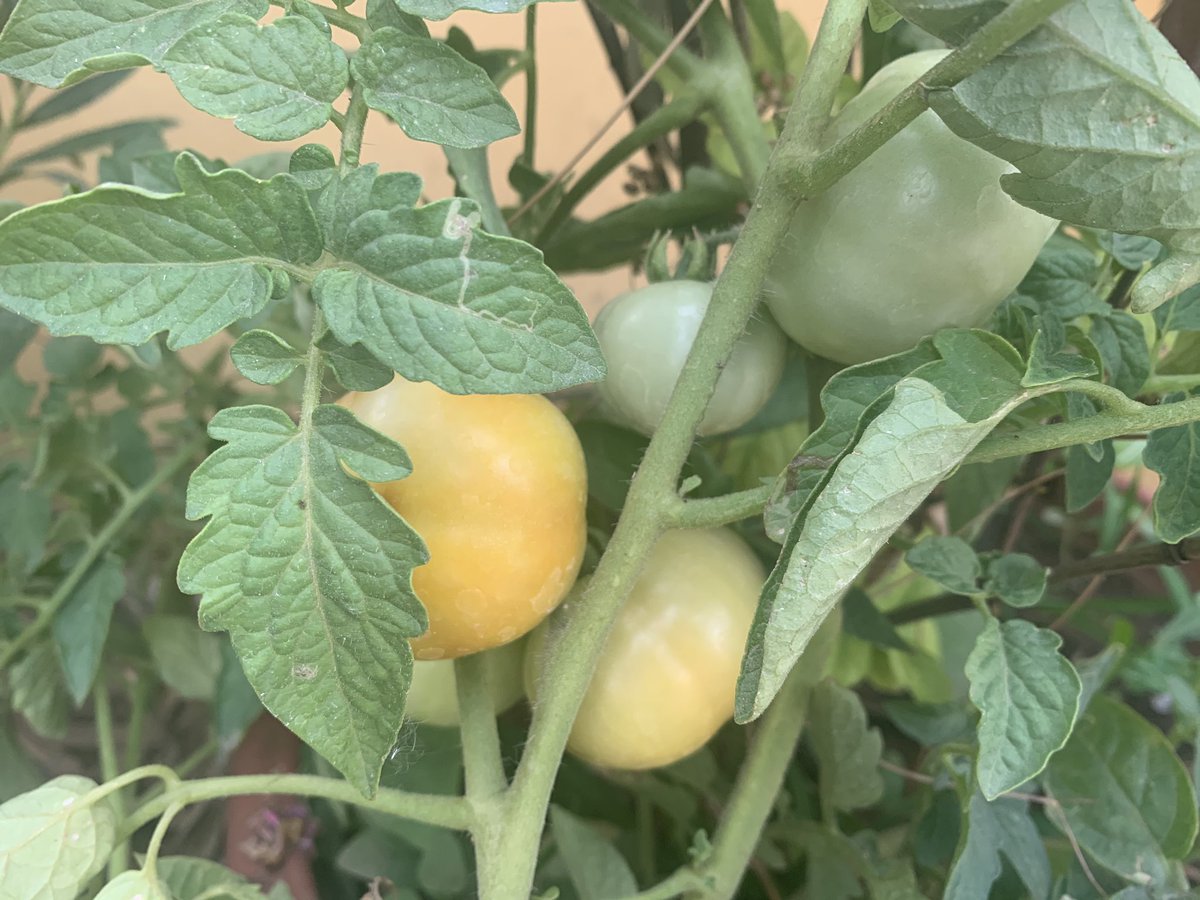 hoppingniskani's tweet photo. Nothing pleases eyes more than the colorful sight of the Homegrown #organic #vegetables #tomatoes #bottlegourd #ladyfinger #lifeinlockdown #lockdowninindia #coronavirusinindia #hoppingniskani #hoppingheels #lifestyleblogger #lifestyle #lifestyleblog https://t.co/tVPGSwqG8h