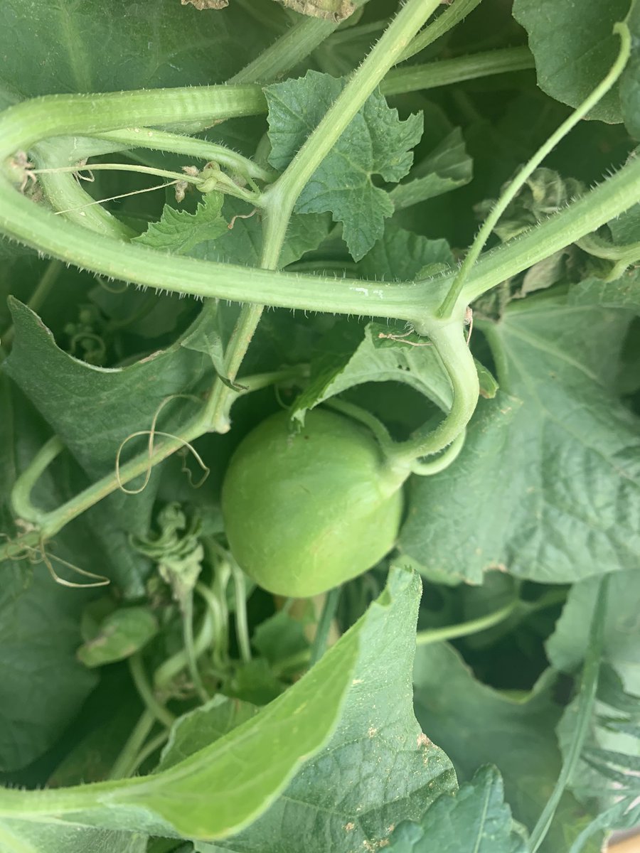 hoppingniskani's tweet photo. Nothing pleases eyes more than the colorful sight of the Homegrown #organic #vegetables #tomatoes #bottlegourd #ladyfinger #lifeinlockdown #lockdowninindia #coronavirusinindia #hoppingniskani #hoppingheels #lifestyleblogger #lifestyle #lifestyleblog https://t.co/tVPGSwqG8h