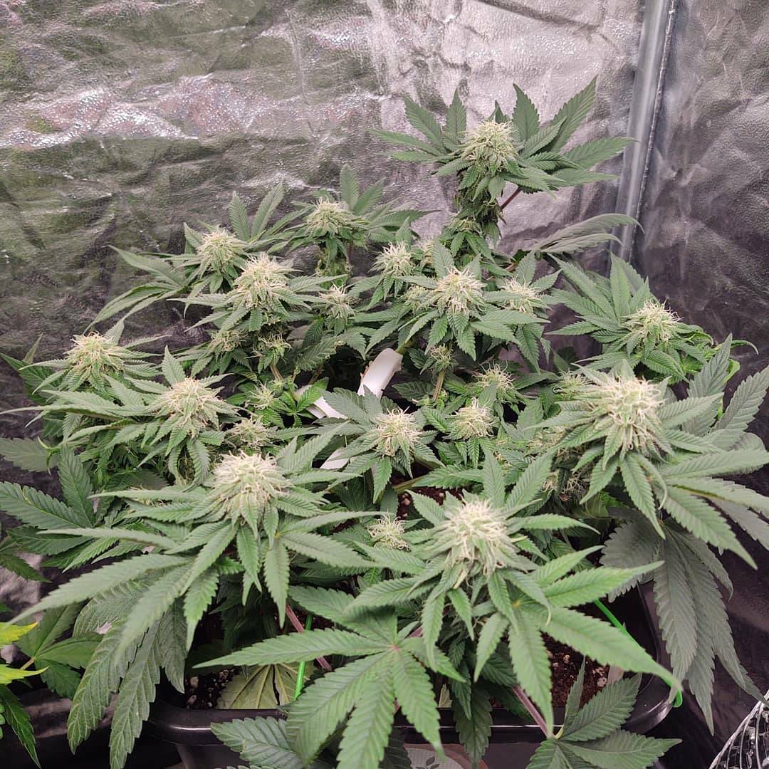 spliffseeds's tweet photo. Moon Walker Kush 🌕 by @growergaz
https://t.co/FimvozzjOS

#MoonwalkerKush #SpliffSeeds #GreenhouseFeed #Biofeed #EasygrowEU #EG_S600 https://t.co/LhzLqi14dp