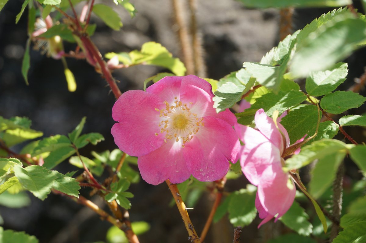 ルイ フィリップ