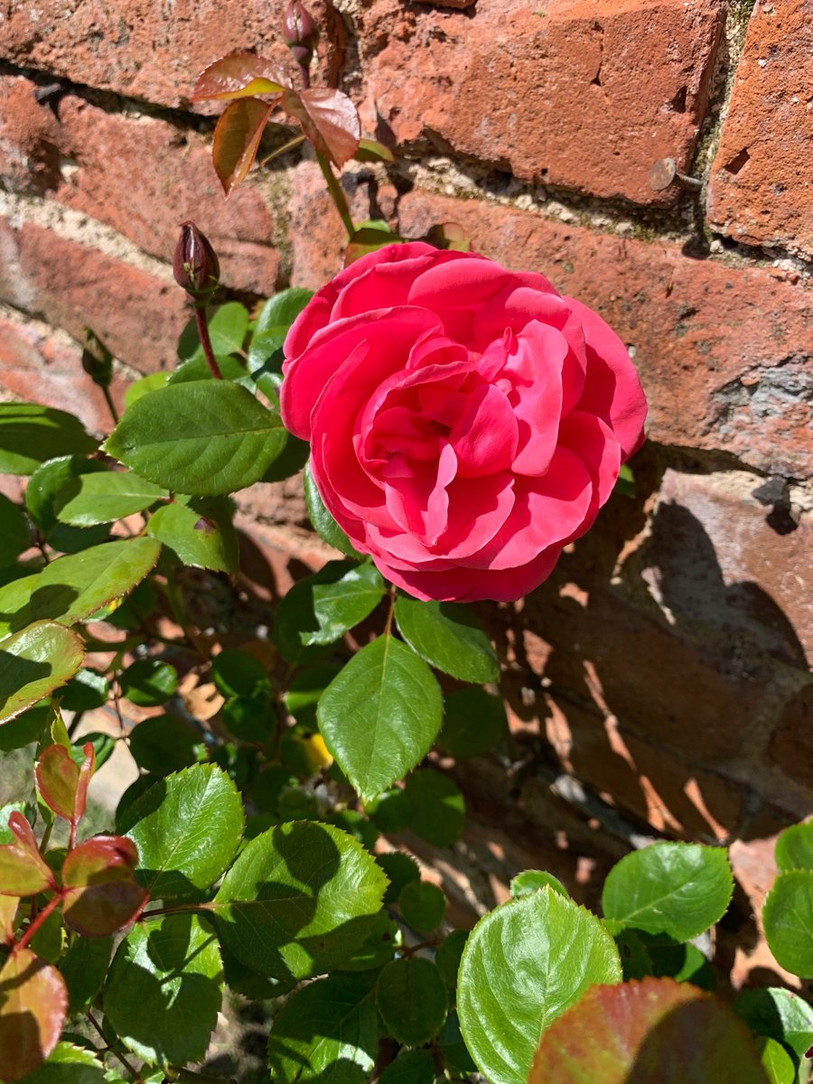 Bborn121's tweet photo. The roses have started at 😍 @ArdenHotel  @EdenMarketiers @theedengardener https://t.co/XG6wgKw6E6