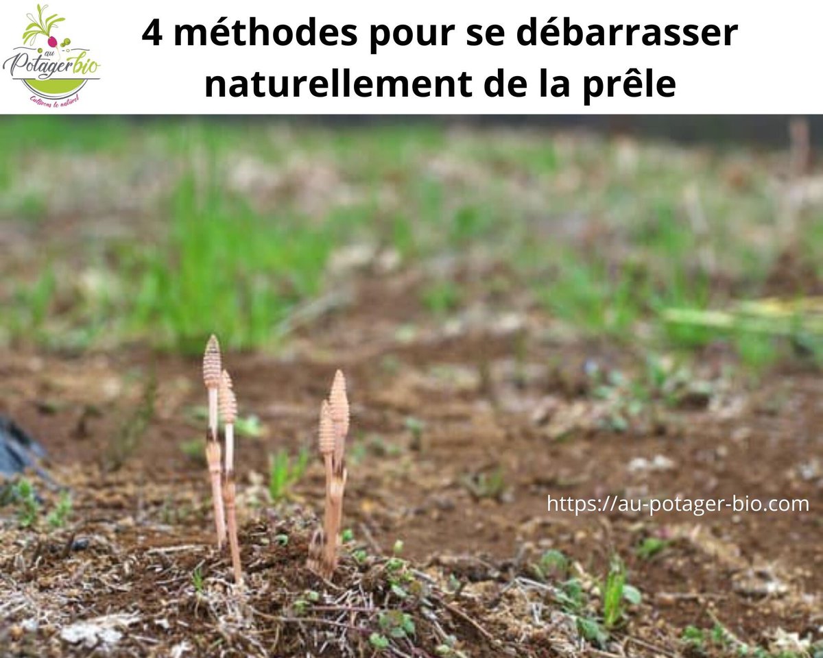 HirelYannick's tweet image. 🌿💦 Suite à ma publication de tout à l'heure sur la #décoction et #purin de #prêle ... Je vous propose la suite pour ceux et celles qui cherchent à se débarrasser de cette #plante très envahissante via 4 solutions que je présente juste ici ;) 👉au-potager-bio.com/se-debarrasser…