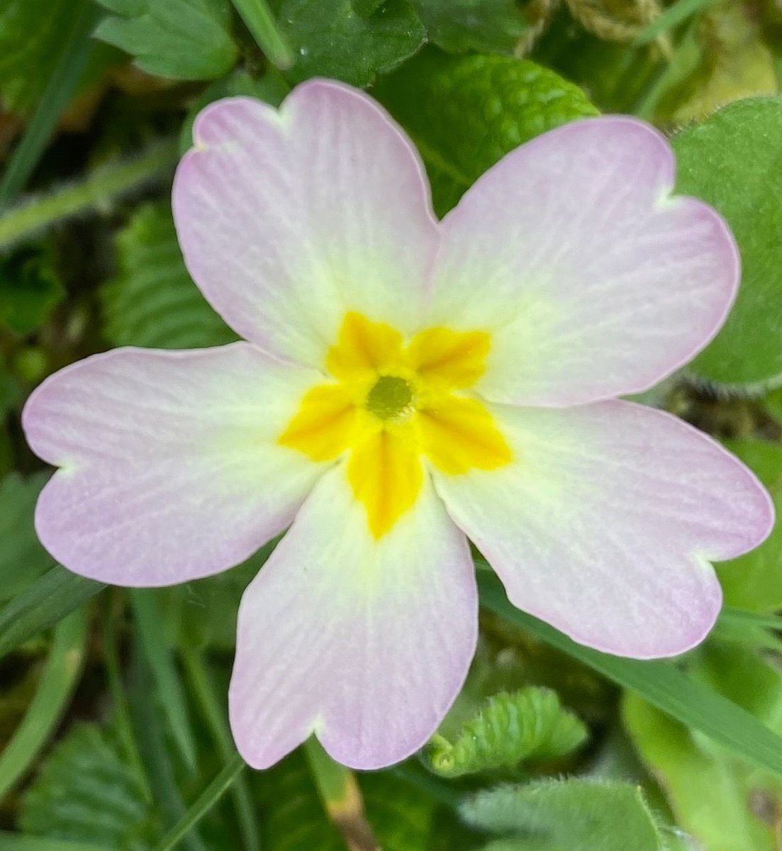 montblanctreks's tweet photo. "The snowdrop and primrose our woodlands adorn" Robert Burns
https://t.co/ZPwY39rWIW
#robertburns #primrose #springflowers #springtime #springinthemountains #mountainair #freshair #mountainlife #walking #trekking #hiking #chamonix #montblanc #montblanctreks https://t.co/c8bQOnblC7