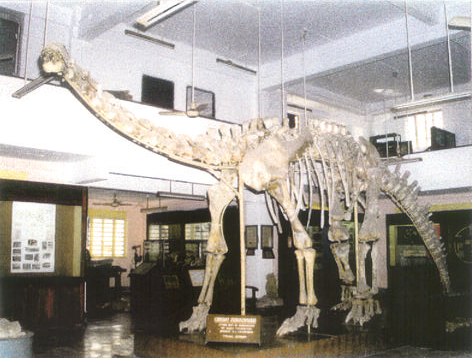 This is how the dinosaur looks now. The skeleton of Barapasaurus tagorei on display at the Indian Statistical Institute, Kolkata. (Photo: Courtesy Palaeontology Museum)