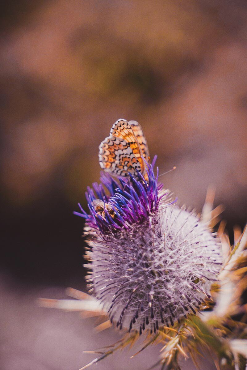 BlogTrotteuses's tweet photo. Un nouvel article sur le blog pour vous parler d’un coin cher à mon cœur. Camprieu, le sud des Cévennes. Un lieu où on aimerait bien retourner cette été pour se ressourcer. ❤️ @cevennes @CrtOccitanie https://t.co/OR13yjyEJq https://t.co/ZOeVI5x5vW