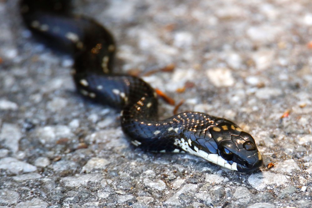 Ryouq V Twitter カラスヘビに遭遇しました いわゆるシマヘビの黒化個体です 漆黒に金箔を散らしたようなデザインで すごくかっこいいです ヘビ 爬虫類 シマヘビ カラスヘビ