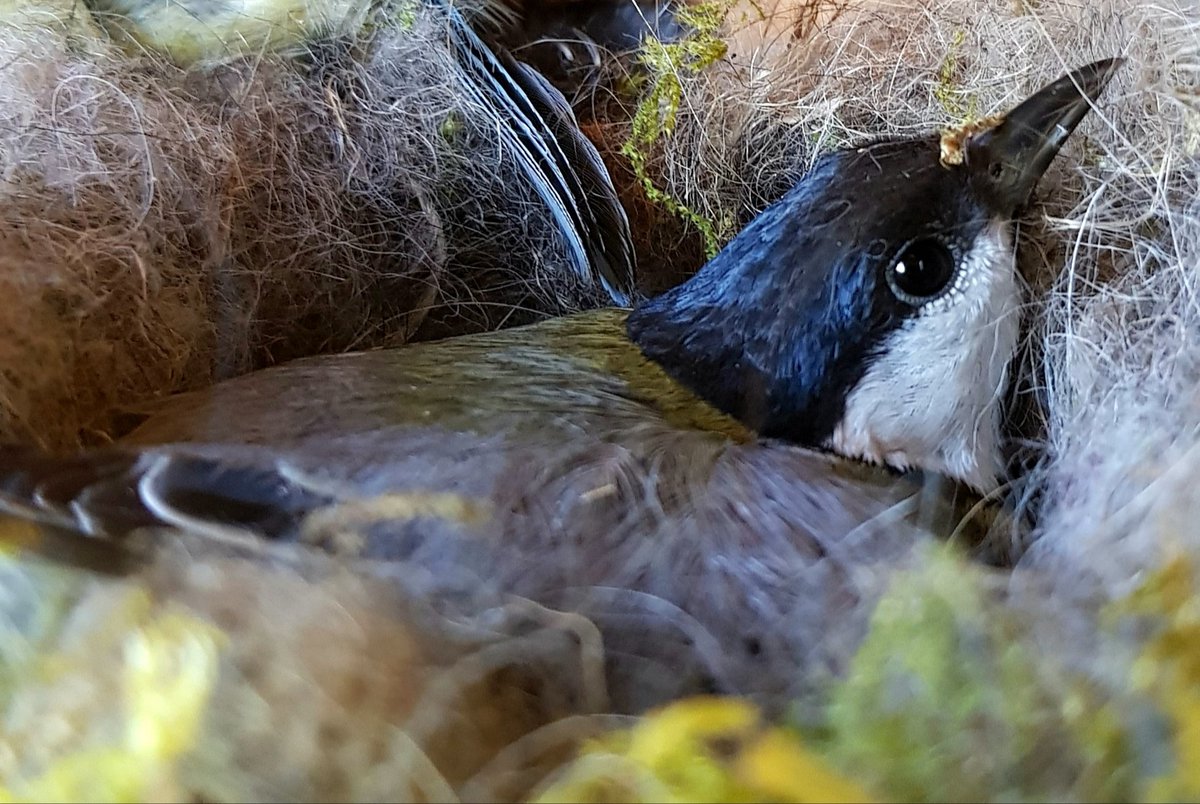 josvangool's tweet photo. Nestkastcontrole door Natuur en Weidevogelvereniging Reusel-de Mierden op het sportpark van Hulsel. https://t.co/IKvqj1e6RT