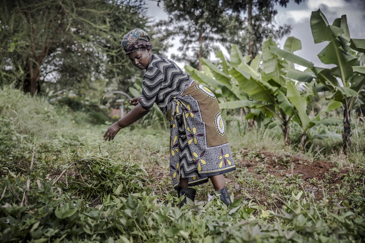 FAOKenya tweet picture