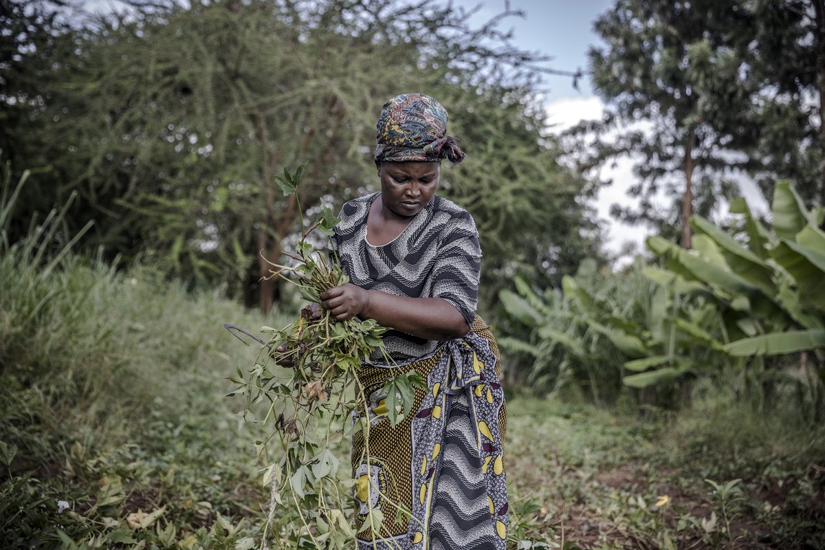 FAOKenya tweet picture