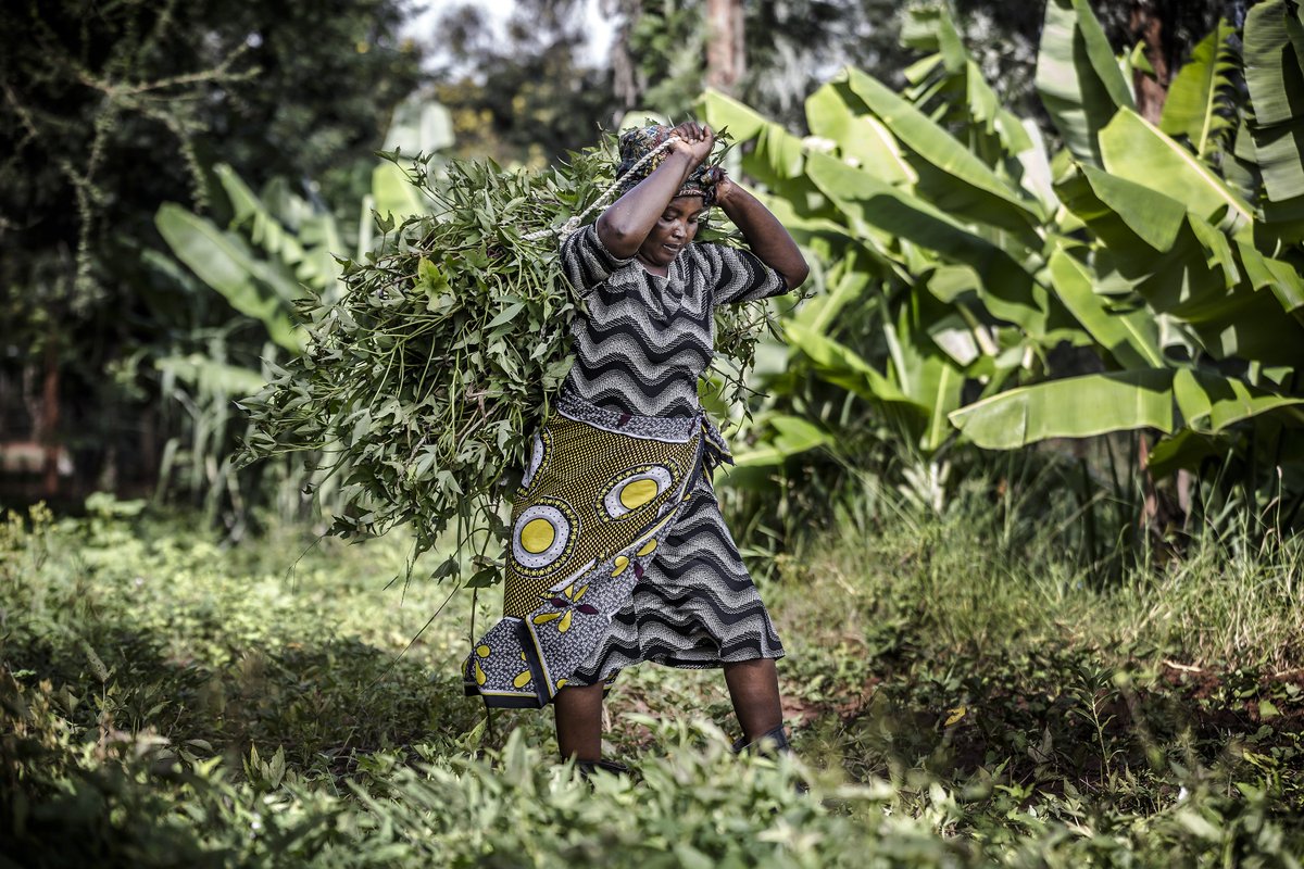FAOKenya tweet picture