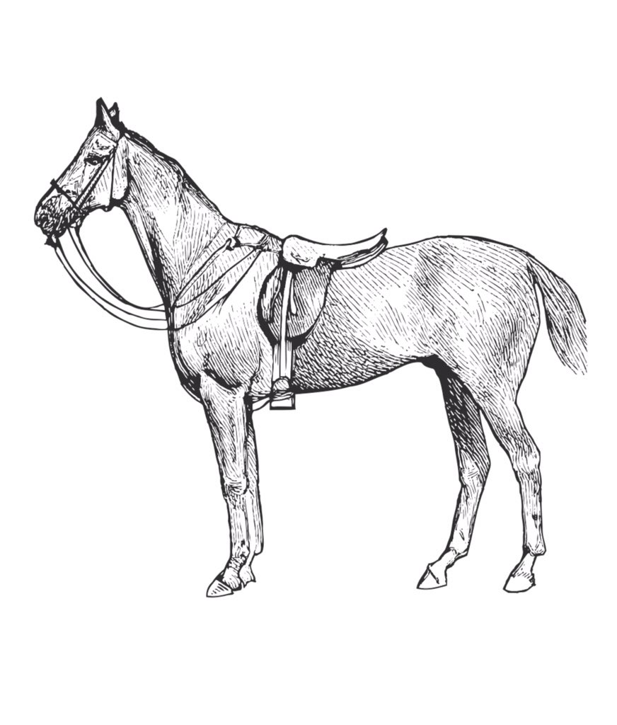 BooksVibrant's tweet photo. Vintage horses coloring book, vintage coloring books for adults: greyscale ... https://t.co/HPRdCJeRdO via @AmazonUK #coloringtherapy #bnw #coloringtime #blackandwhitephoto #colouringbook #retrostyle #truevintage #bw #coloringbookforadults #horsescoloring #horselovers https://t.co/gjeYGox6JV