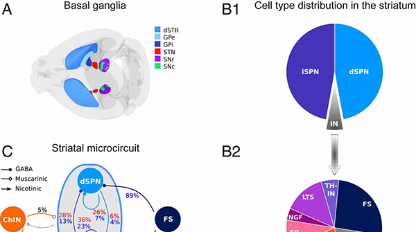 HumanBrainProj's tweet photo. "We present a nearly full-scale model of the mouse striatum using available #data on synaptic connectivity, cellular morphology, and electrophysiological properties to create a #microcircuit mimicking the real network."

Read our new release: https://t.co/i6dArLoyDk https://t.co/J2c7OGduKO