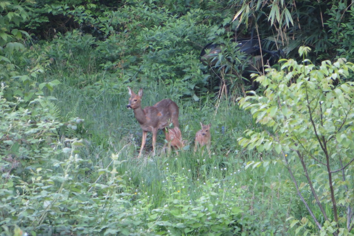 HollyJoynes's tweet photo. Spring in HD update... She has two babies 😍 I think I better go and make another cup of tea to check on them. #EMBLatHome #StayHome #staysafe https://t.co/Qum6LHU1G8