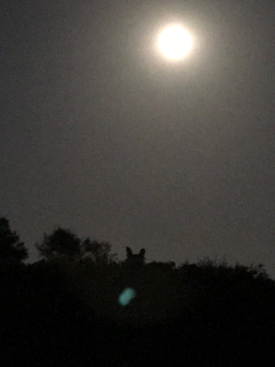 Can you guess who was watching us walking home from checking the horses last night?