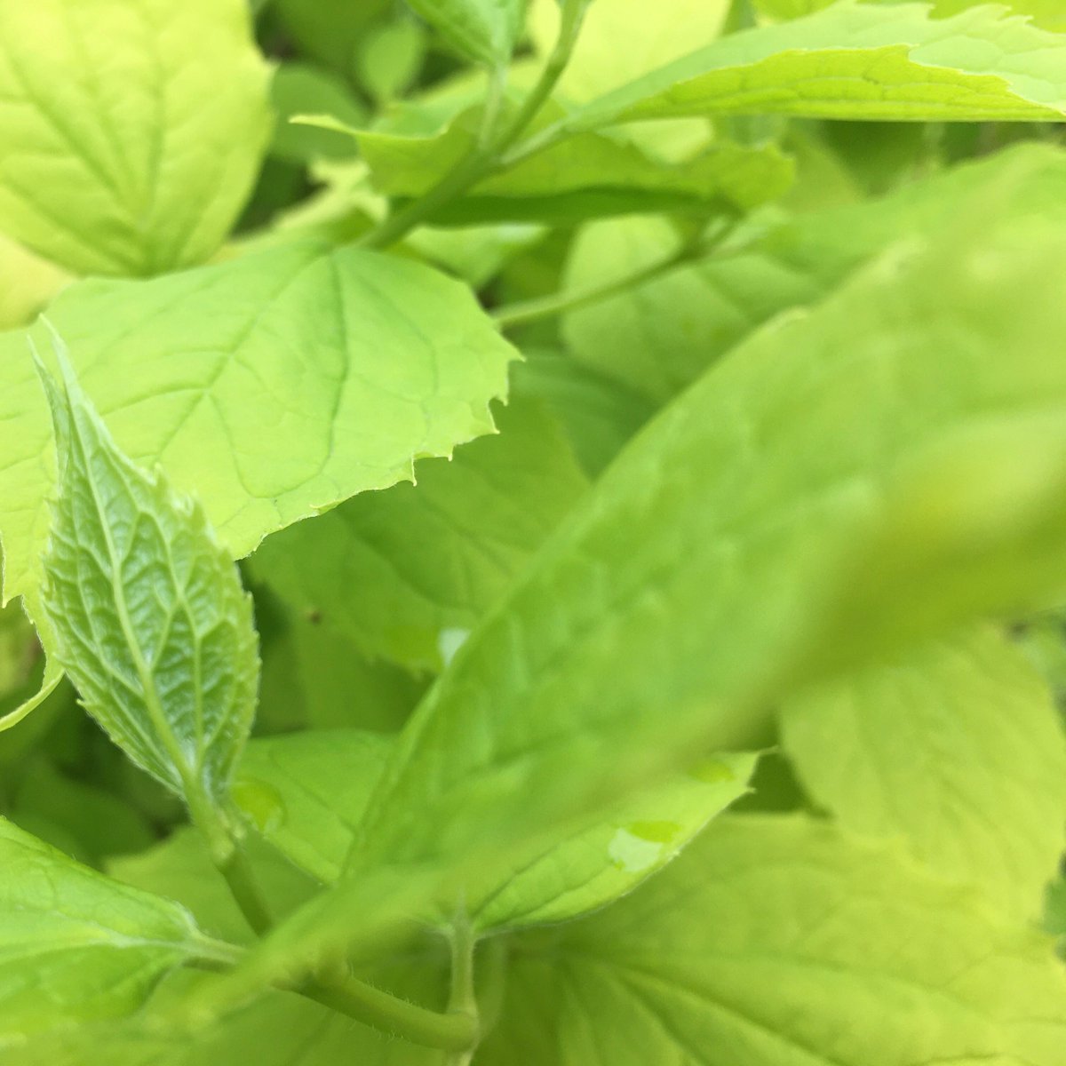 AnnePointNL's tweet photo. London stories by © ANNE• 2020

#plant #nature #green #spring #grow #springpower #bloom #leaves #fresh #hike #park #city #stayhome #getwellsoon #London https://t.co/rR7fqOiCyn