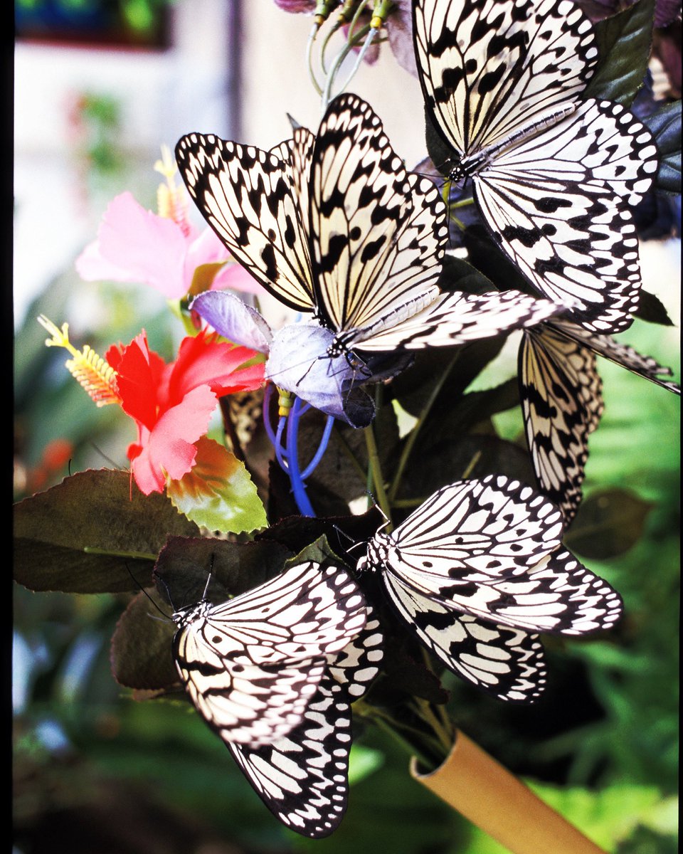 オオゴマダラ Twitter Search