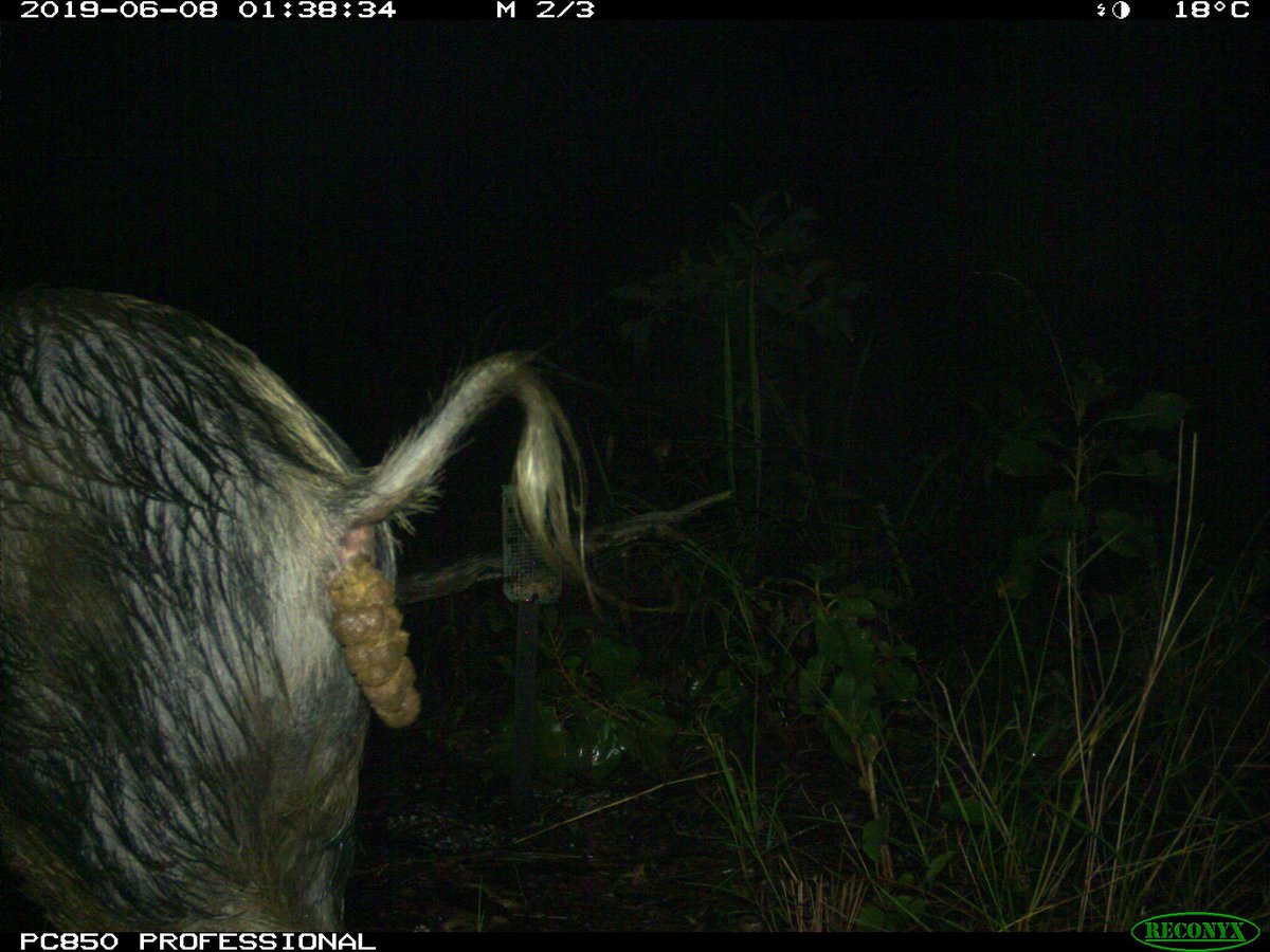 Camera traps: giving us valuable insights into what #wildlife get up to when people aren’t around