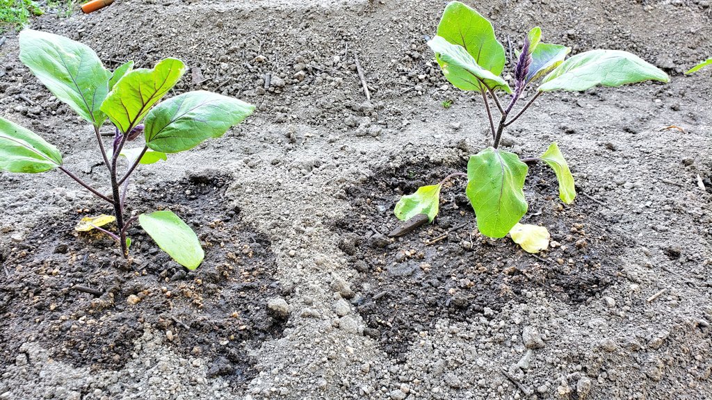 リアル人妻vtuber ゆめどり 小豆島 とりあえず畑 ナス 水足りてないのかなぁ 写真の後更に水やり したんだけど 今まで水やりってホースでしかやった事ないから 量がわかんない ๑ Z ナス トマト キュウリ アスパラ 家庭菜園