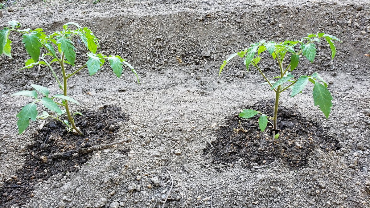 リアル人妻vtuber ゆめどり 小豆島 とりあえず畑 ナス 水足りてないのかなぁ 写真の後更に水やり したんだけど 今まで水やりってホースでしかやった事ないから 量がわかんない ๑ Z ナス トマト キュウリ アスパラ 家庭菜園