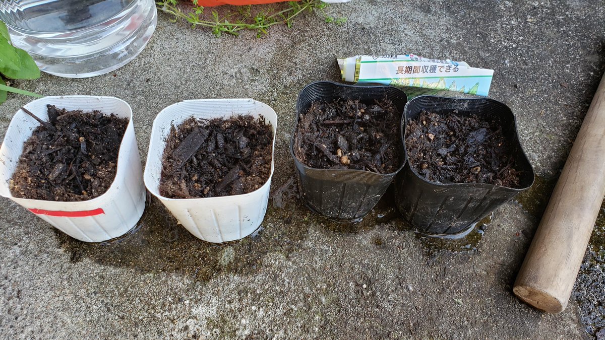 リアル人妻vtuber ゆめどり 小豆島 とりあえず畑 ナス 水足りてないのかなぁ 写真の後更に水やり したんだけど 今まで水やりってホースでしかやった事ないから 量がわかんない ๑ Z ナス トマト キュウリ アスパラ 家庭菜園