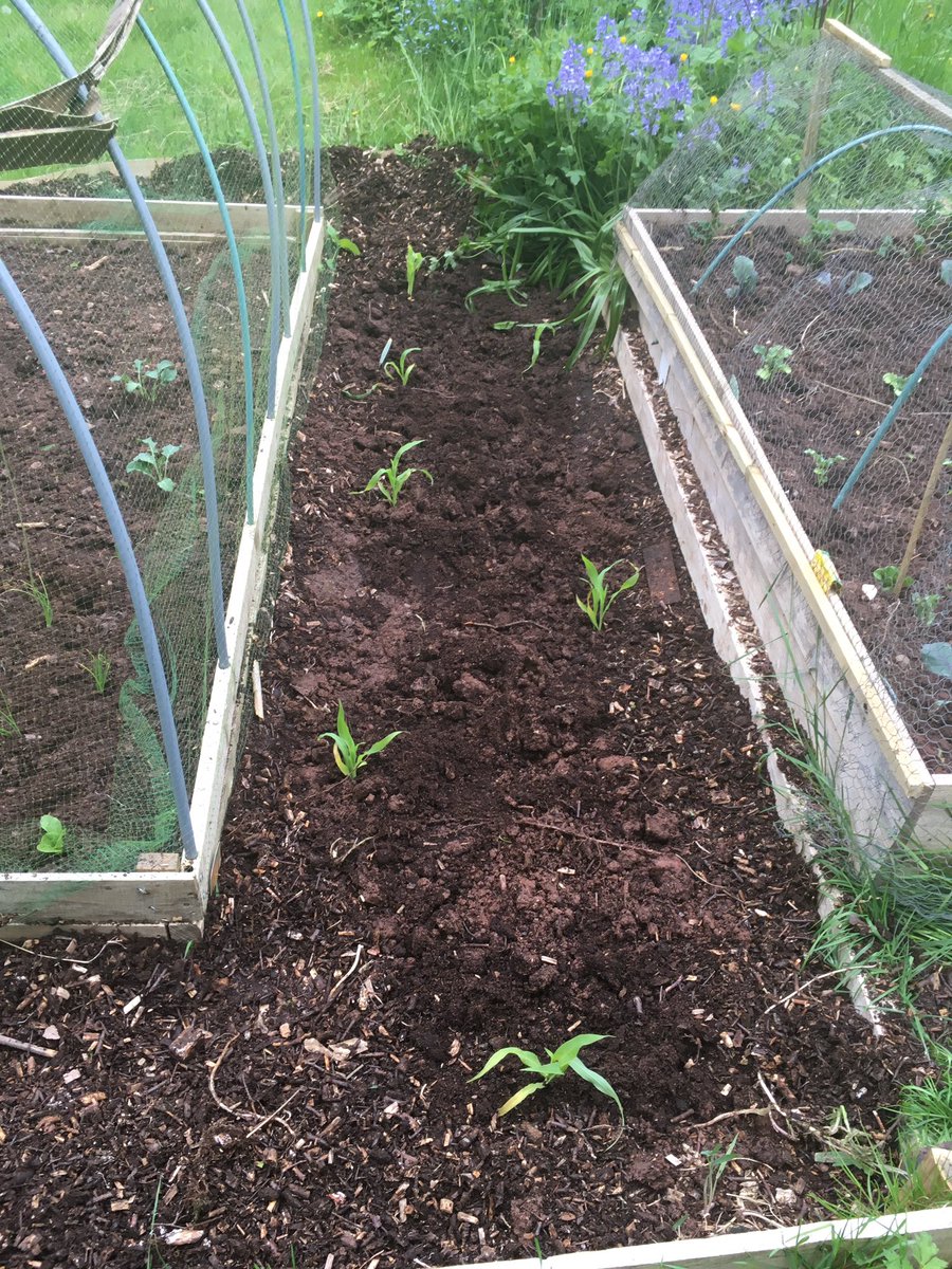 ShelleyGwilliam's tweet photo. @GoodrichCESch Emi has been busy planting the veg she likes and some for her rabbit. We hope we might get some 🥰 https://t.co/WSVzCNwrLs