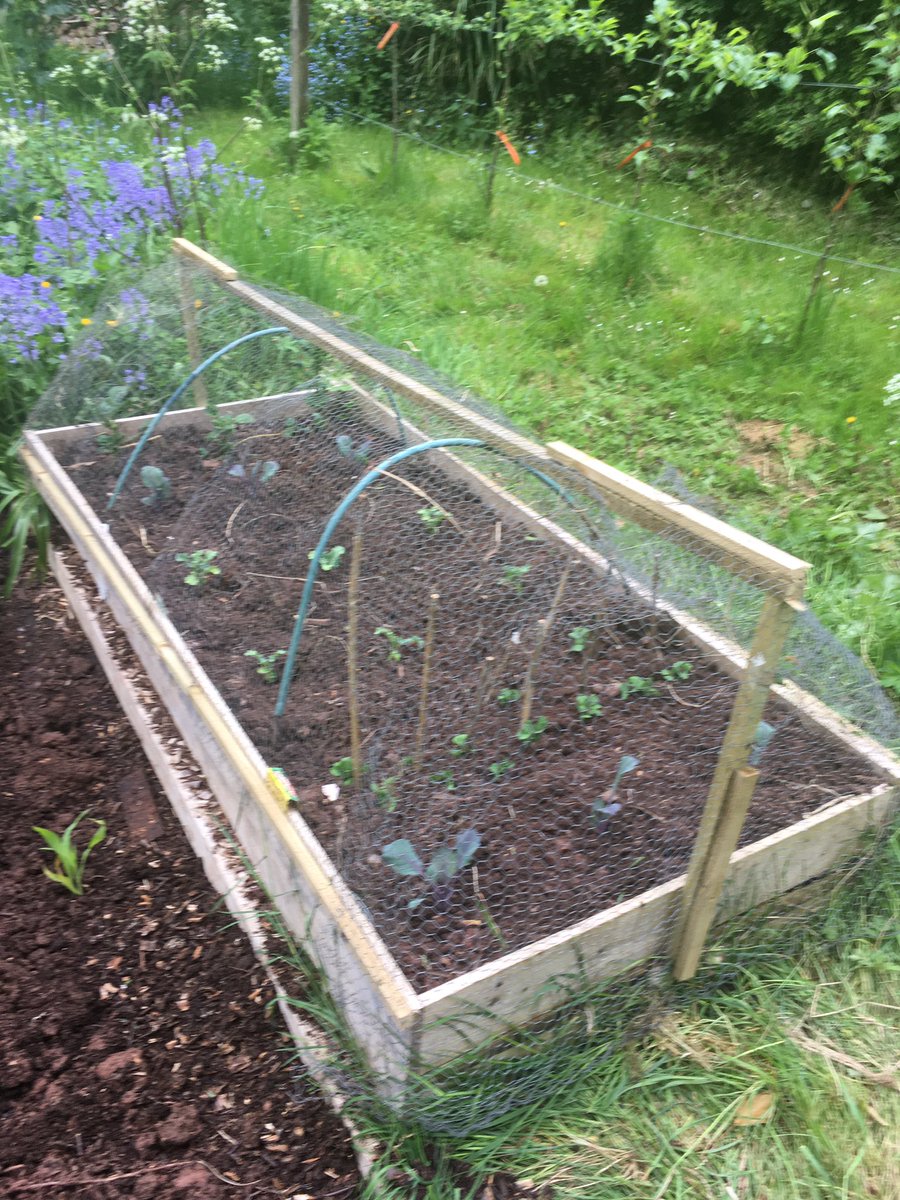 ShelleyGwilliam's tweet photo. @GoodrichCESch Emi has been busy planting the veg she likes and some for her rabbit. We hope we might get some 🥰 https://t.co/WSVzCNwrLs