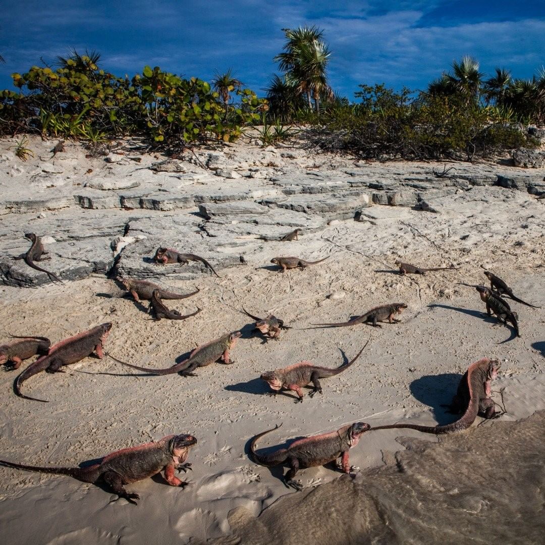 LPMagIn's tweet photo. Iguanas on the beach at Bitter Guana Cay in the Bahamas' Exuma Islands.
#ExumaIslands #Bahamas #BitterGuanaCay #BeachLife #LPMIArmhairTravel #LPMITravekToInspire
π·: @sarafoxphoto https://t.co/SvZJL3WOTl