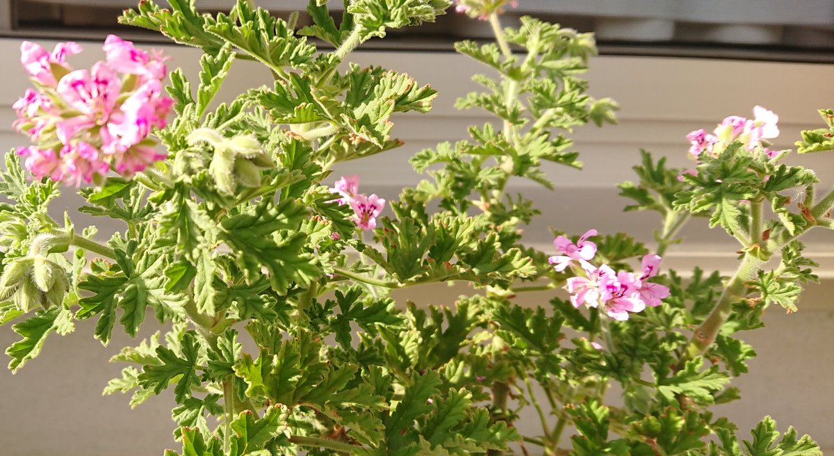 よっしー 特段きれいな花ではないんだけど むしろ汚らしくてすいません ものすごく好きな香りの花 ローズゼラニウム 葉っぱがすんごいいいにおいなんだねーｸﾝｸﾝ 日光浴したら疲れた ｪ